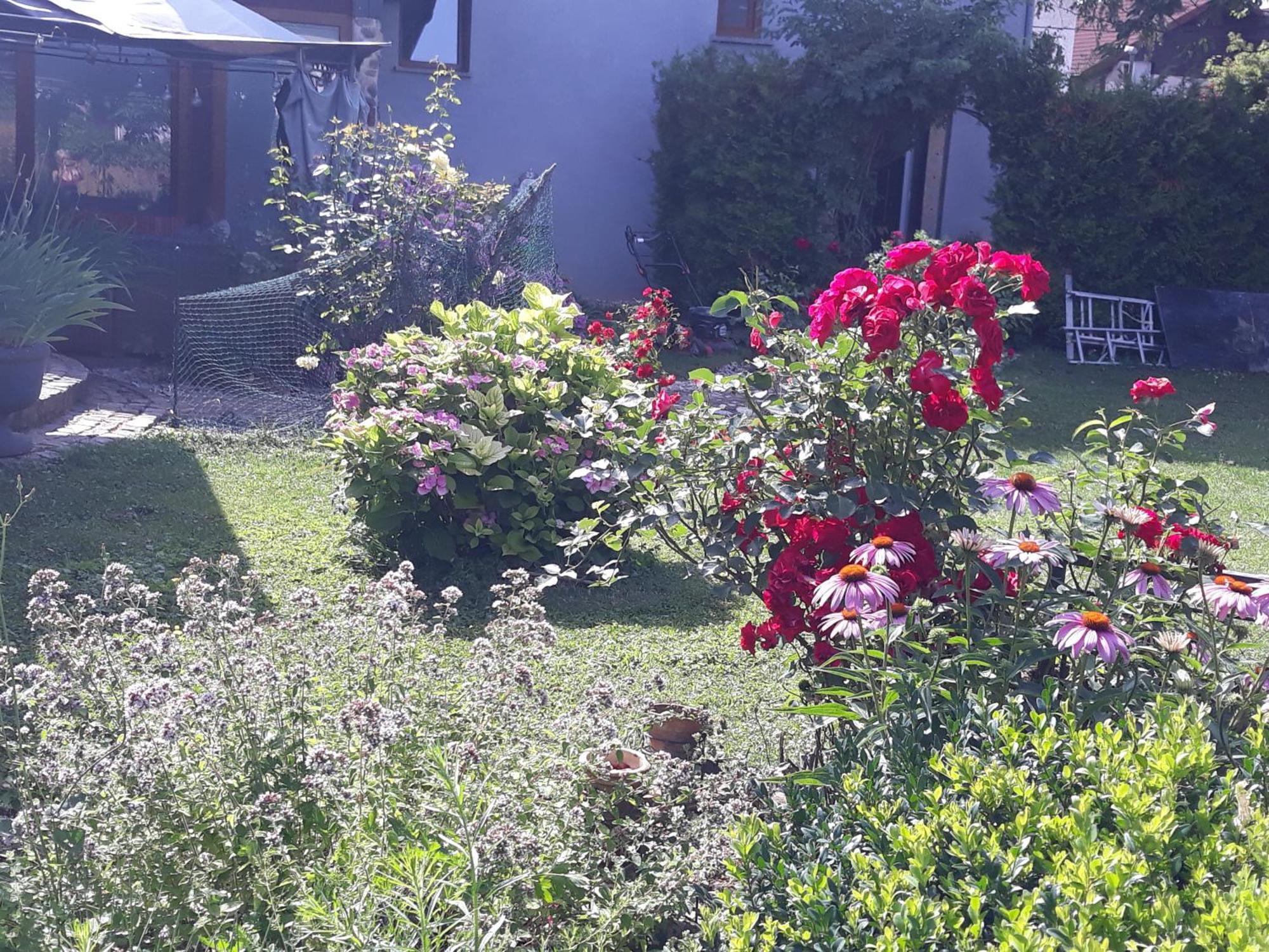 Rose Room 40M2 With Terrace 25M2 In Greeny Area For 4 Person Ljubljana Buitenkant foto